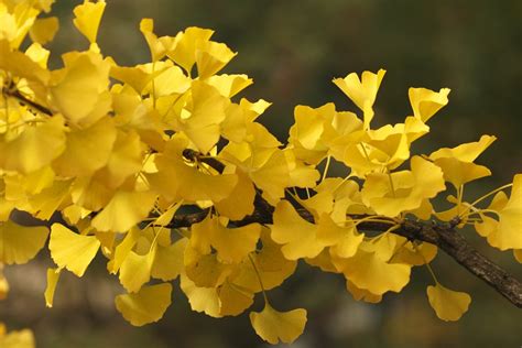 Come si presenta in natura GinKo-Biloba